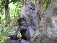 Thailand Maleisie Singapore Khao Sok Nationaal park Djoser Family 