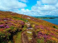 Wales Isle of Anglesey Heide Wandelreis Djoser