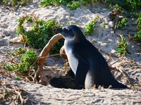 Pinguin Boulders Beach Kaapstad Zuid-Afrika