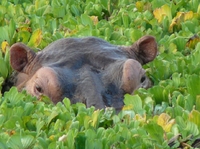 Hippo in het water bij St. Lucia, Zuid-Afrika