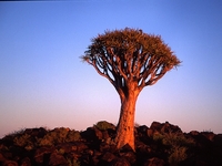 Kokerboom Zuid-Afrika Namibië Djoser