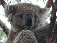 Koala Australie Djoser