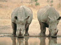 Big Five: Neushoorn Afrika