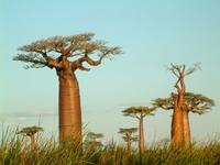 Baobab boom Madagascar Djoser