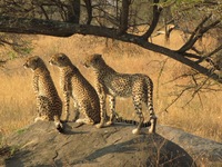 Cheeta Hoedspruit Zuid-Afrika Djoser