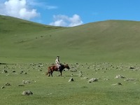Man op paard Orkhon vallei Mongolie