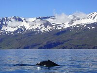 Walvis bergen IJsland