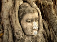 Hoofd van de Boeddha in Ayutthaya
