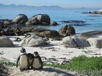 Pinguins Boulders Beach Zuid-Afrika Djoser