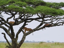 Leeuwen in boom