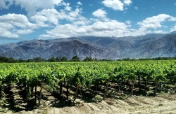 Wijnvelden in Argentinie