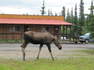 White Moose Lodge Healy buiten Alaska accomodatie Djoser