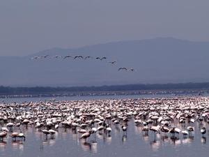 Lake Nakuru - Flamingo's
