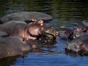 Mara Rivier - Nijlpaarden