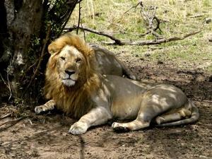 Serengeti - Leeuw