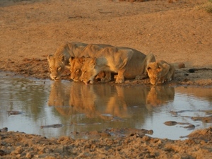 Drinkende leeuwinnen