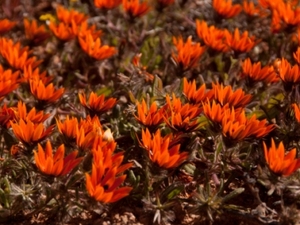 Namaqualand bloemenpracht