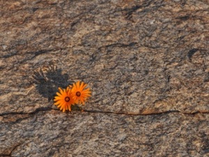 Namaqualand flowers 