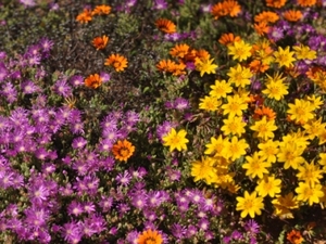 Namaqualand - wilde bloemen