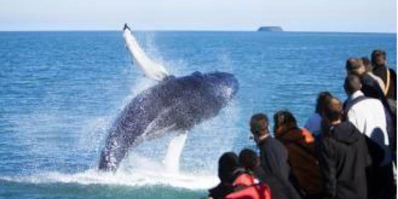 Husavik - Op zoek naar walvissen