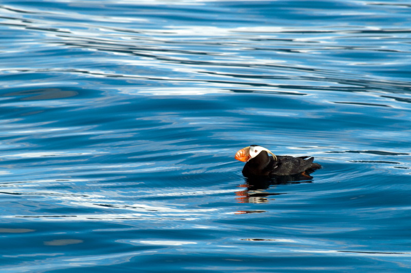 Alaska - zeevogel