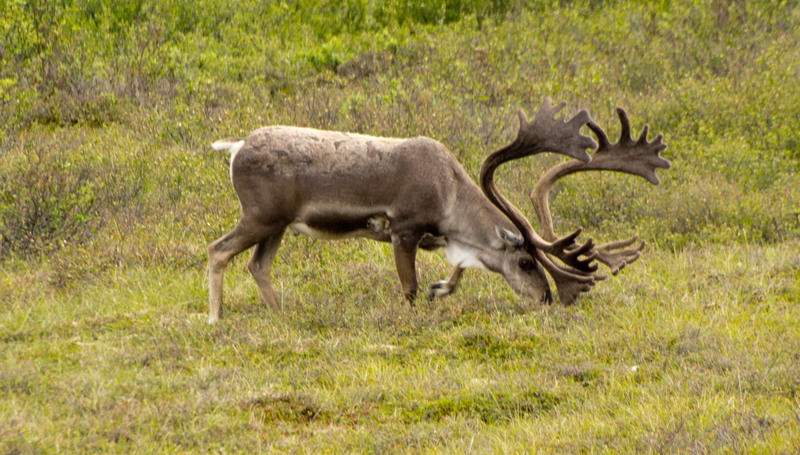 Alaska - karibou