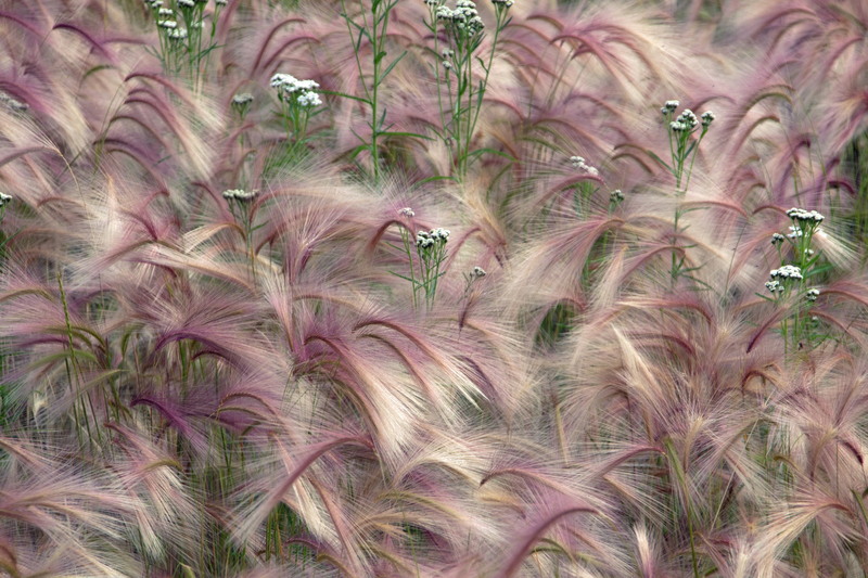 pluimstaarten van grassen