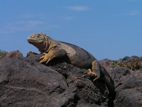 Galapagos Leguaan Djoser