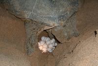 Paramaribo Suriname zeeschildpadden Djoser 
