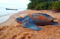 Schildpad Galibi Suriname Djoser 