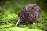 Kiwi Vogel Nieuw Zeeland Djoser 