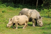 neushoorn chitwan national park nepal djoser