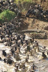 Wildebeest Gnoe trek migratie Masai Mara Kenia Djoser
