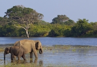 Olifanten Udawalawe Nationaal Park Djoser
