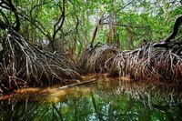 Costa Rica Mangrove Jungle Djoser 