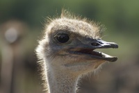 Zuid Afrika Oudtshoorn struisvogel