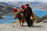 31 Man met yak Tibet