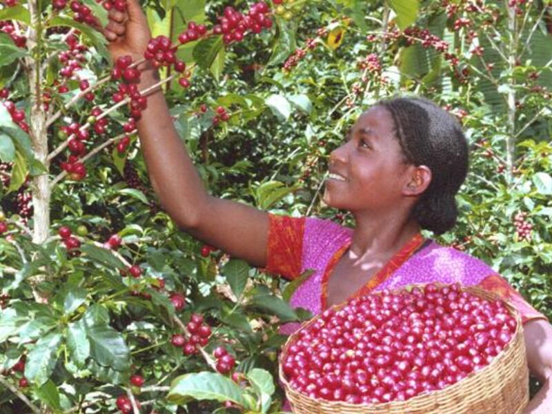Ethiopië, land van de koffie? 
