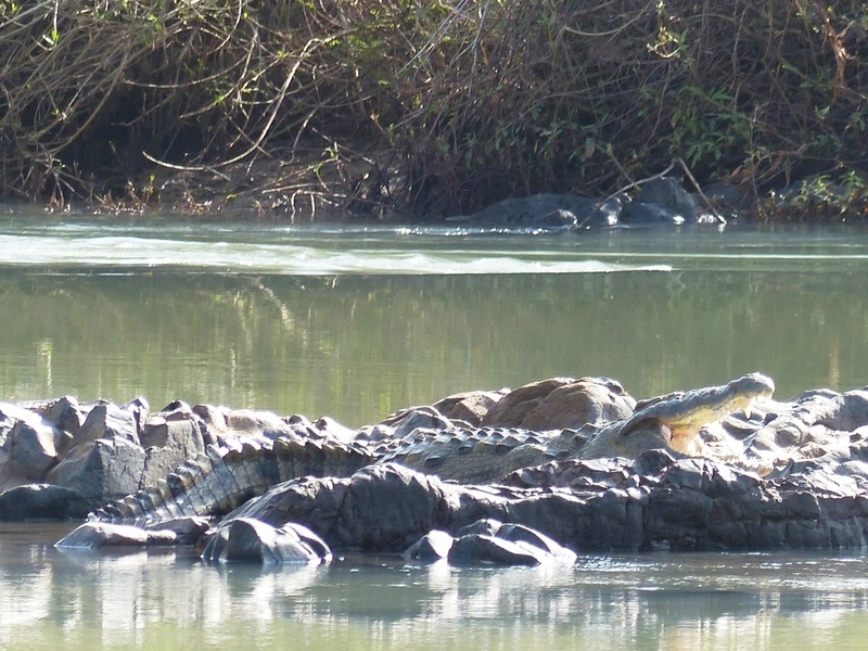 Kunenerivier - rustende krokodil