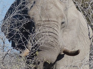 Etosha natiionaal park - foeragerende olifant 