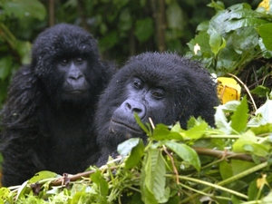 18 - Congo - berggorilla (2)