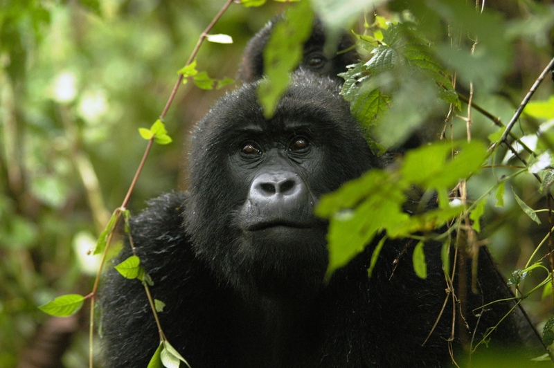 19 - Congo - berggorilla (3)