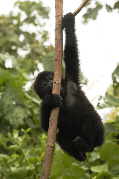 21 - Congo - berggorilla (5)