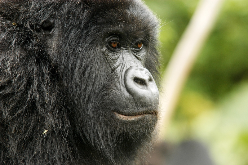 22 - Congo - berggorilla (6)