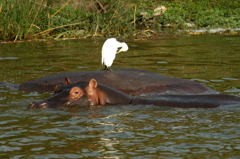 27- Kazingakanaal - nijlpaard