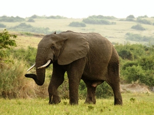 31 - Queen Elisabeth NP - olifant