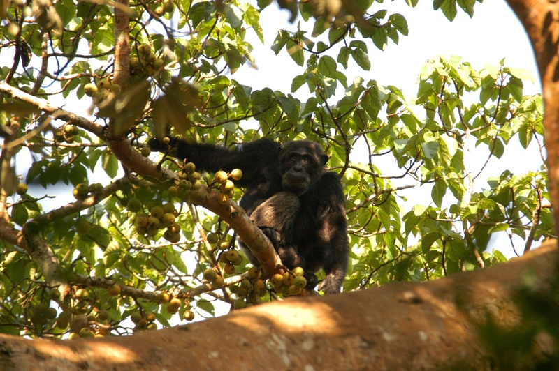 38 - Kibale forest - chimpansee