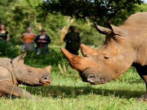 44 - Ziwa Rhino sanctuary