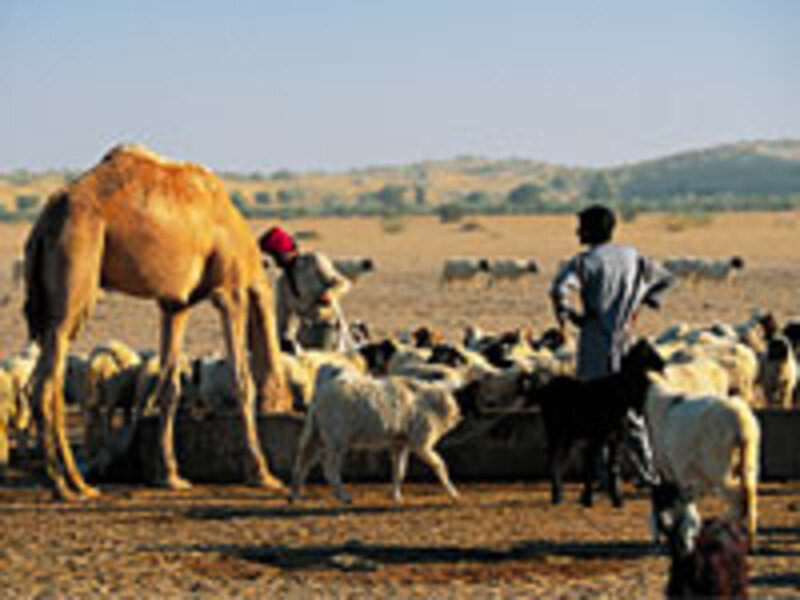 Een kameelsafari In Rajasthan