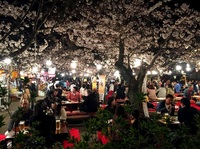 Kersenbloesem sakura mensen op banken avond Kyoto Japan Djoser